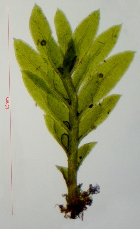 Fissidens minutulus